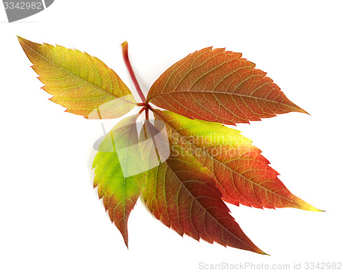 Image of Autumnal multicolor grapes leaf (Parthenocissus quinquefolia fol