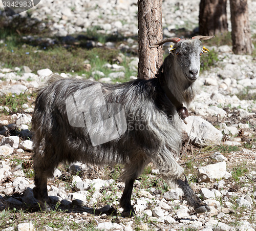 Image of Goat at sun day