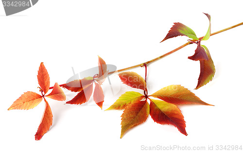 Image of Multicolor autumnal grapes leaves 