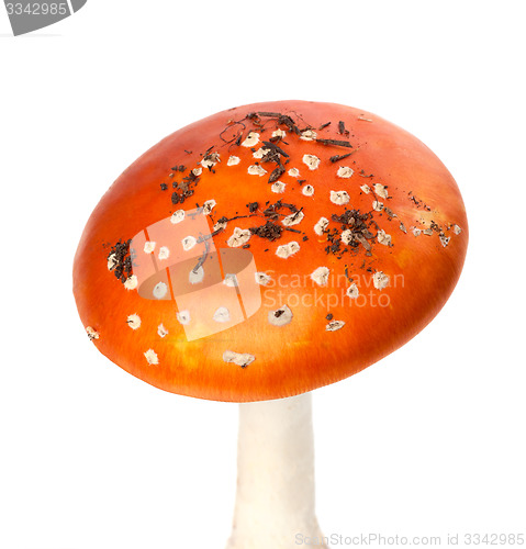 Image of Red amanita muscaria mushroom with pieces of dirt