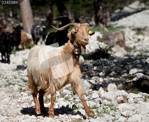 Image of Goats in forest
