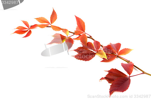 Image of Autumnal twig of grapes leaves (Parthenocissus quinquefolia foli
