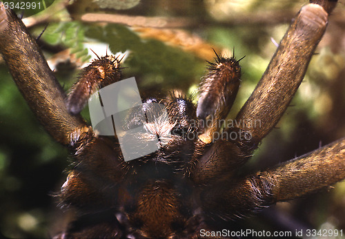 Image of Raft spider close up. Dolomedes fimbriatus.