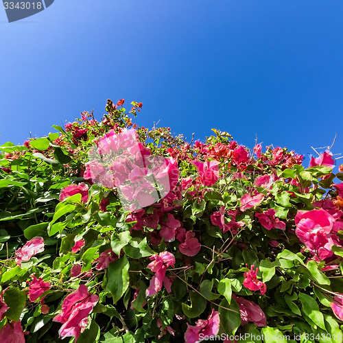 Image of Beautiful Bush Pink Flowers with Blue Sky Background