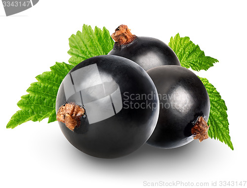 Image of Black currant