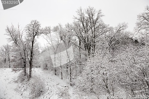 Image of trees in the winter  