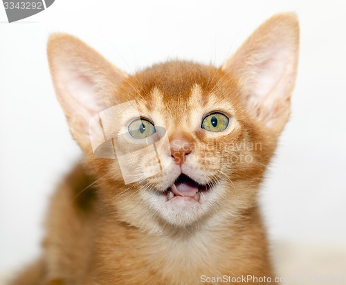 Image of Abyssinian kitten  