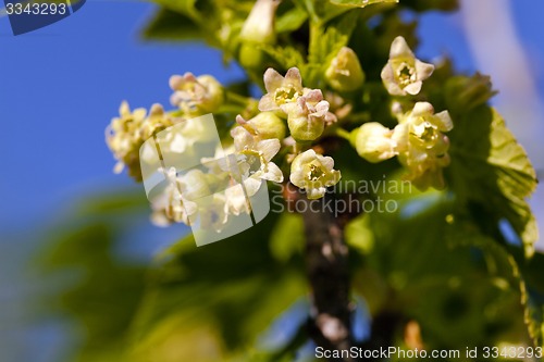 Image of blossoming of blackcurrant  