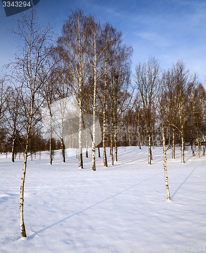 Image of trees in the winter  