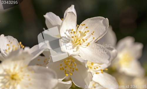 Image of jasmine flower 