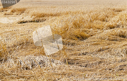 Image of destroyed wheat  