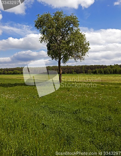 Image of tree in the field  