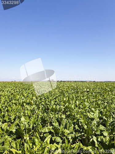 Image of agriculture  