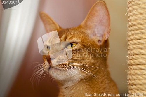 Image of Abyssinian cat  