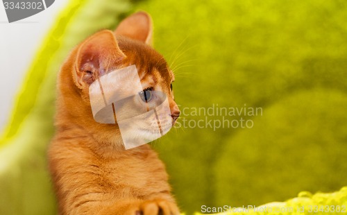 Image of Abyssinian kitten 