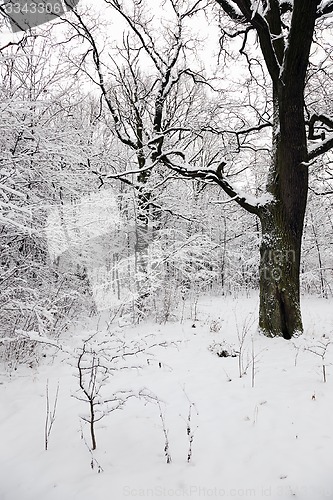 Image of winter trees  