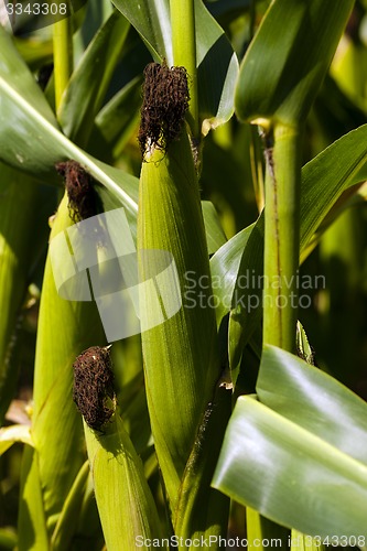 Image of green corn  