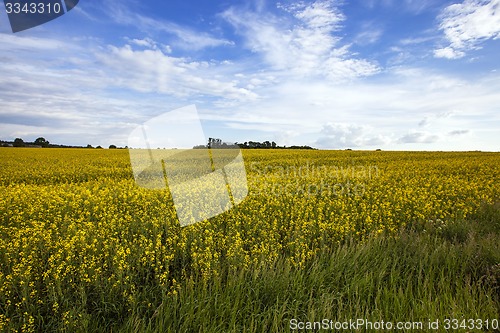 Image of field with cereals 