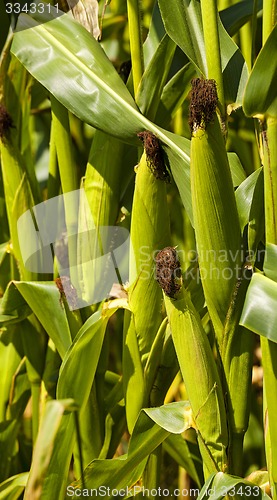 Image of green corn 