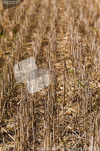 Image of agriculture  