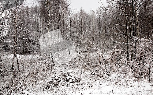 Image of winter forest  