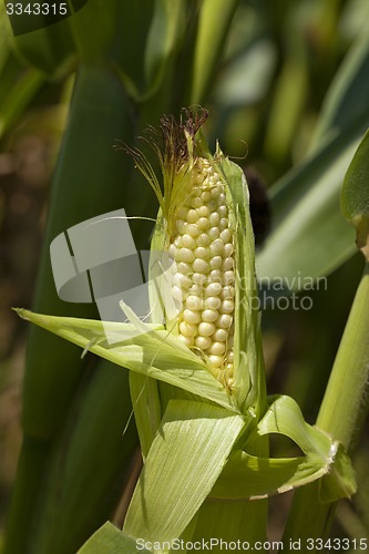 Image of green corn  