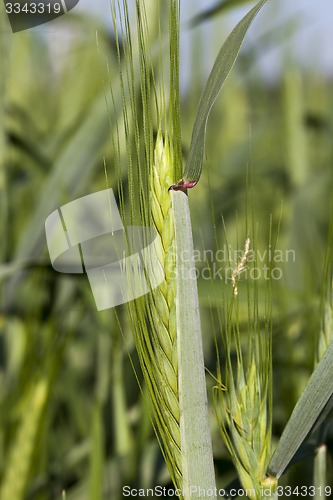 Image of ears of wheat  