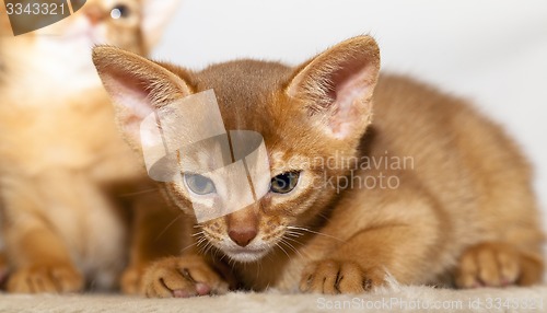 Image of Abyssinian kitten  