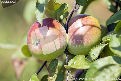 Image of apple-tree garden  