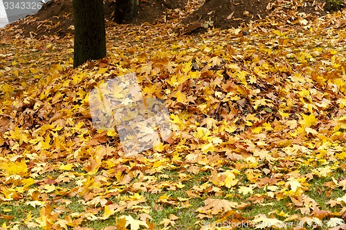 Image of fallen leaves  