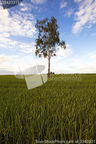 Image of tree in the field  