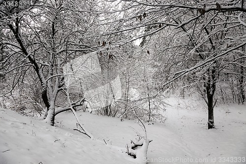 Image of trees in the winter 
