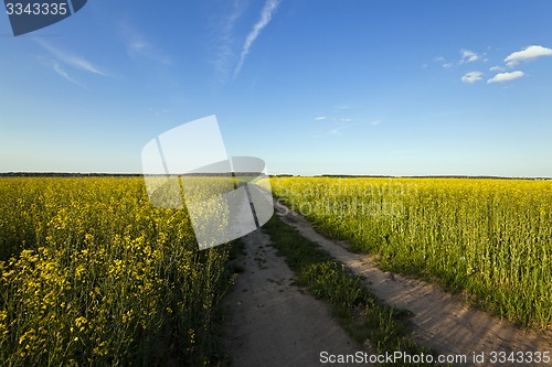 Image of the road to a field 