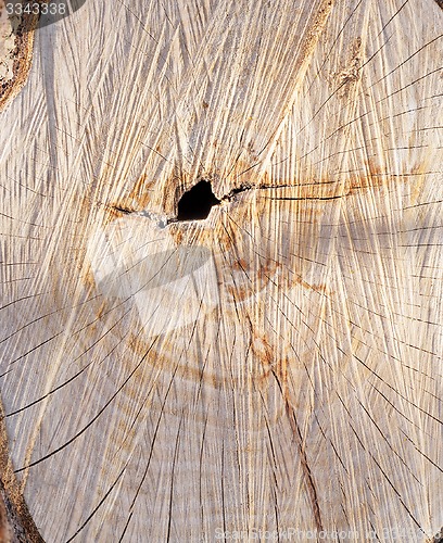 Image of the sawn tree  