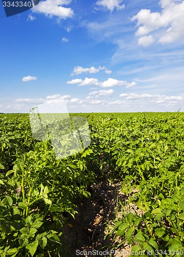 Image of potato field  