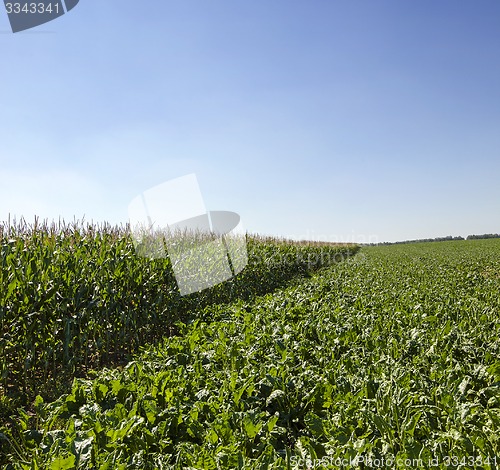 Image of agriculture 