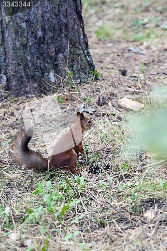 Image of squirrel 