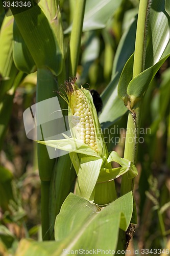 Image of green corn 