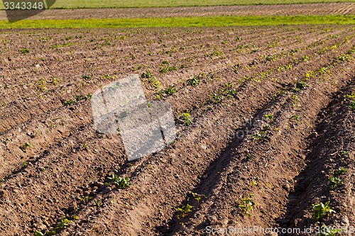 Image of potato field 