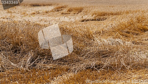 Image of destroyed wheat  
