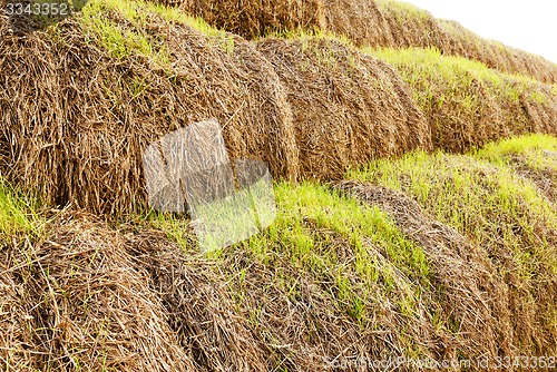 Image of the sprouted wheat  