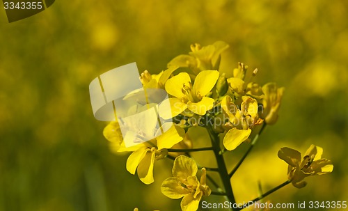 Image of colza flower  