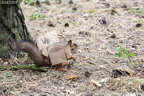 Image of squirrel  