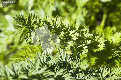 Image of carrots  