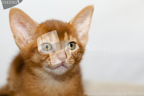 Image of Abyssinian kitten  