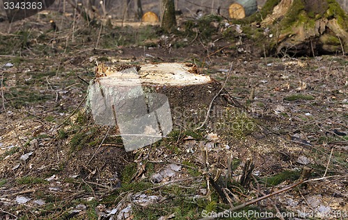 Image of srubleenny trees  