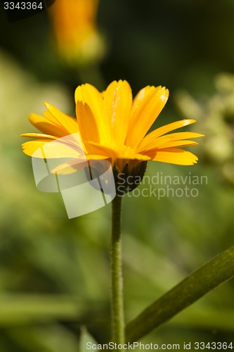 Image of calendula flower  