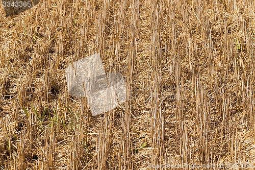 Image of agriculture  