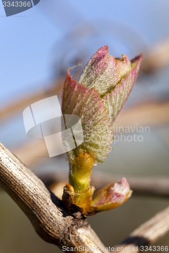 Image of grapes sprout 