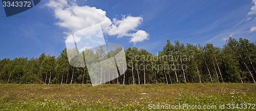 Image of trees on the hill  